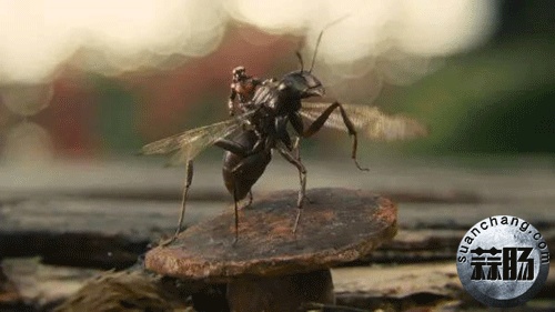 不知道这31个彩蛋,《蚁人》你就白看了-32.gif