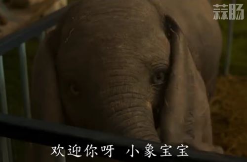 迪士尼真人电影《小飞象》国内正式定档 三月强势来袭？ 2.jpg